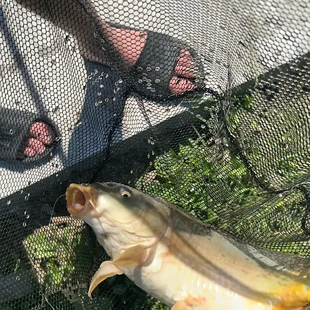 в тиші келечина